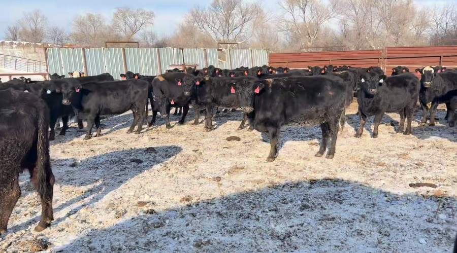 3-6 yr old, great cattle, great price, calve March 1 May 31!- BC1208C5